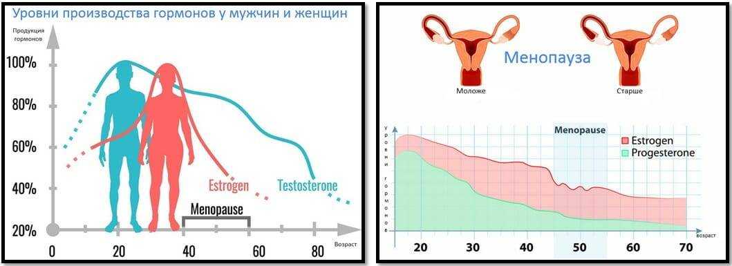 Как устроена женская репродуктивная система