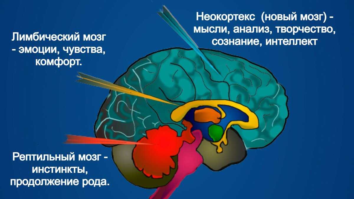 Поражение головного мозга: органическое, локальное, гипоксическое, ишемическое, очаговое, перинатальное, травматическое - синдромы