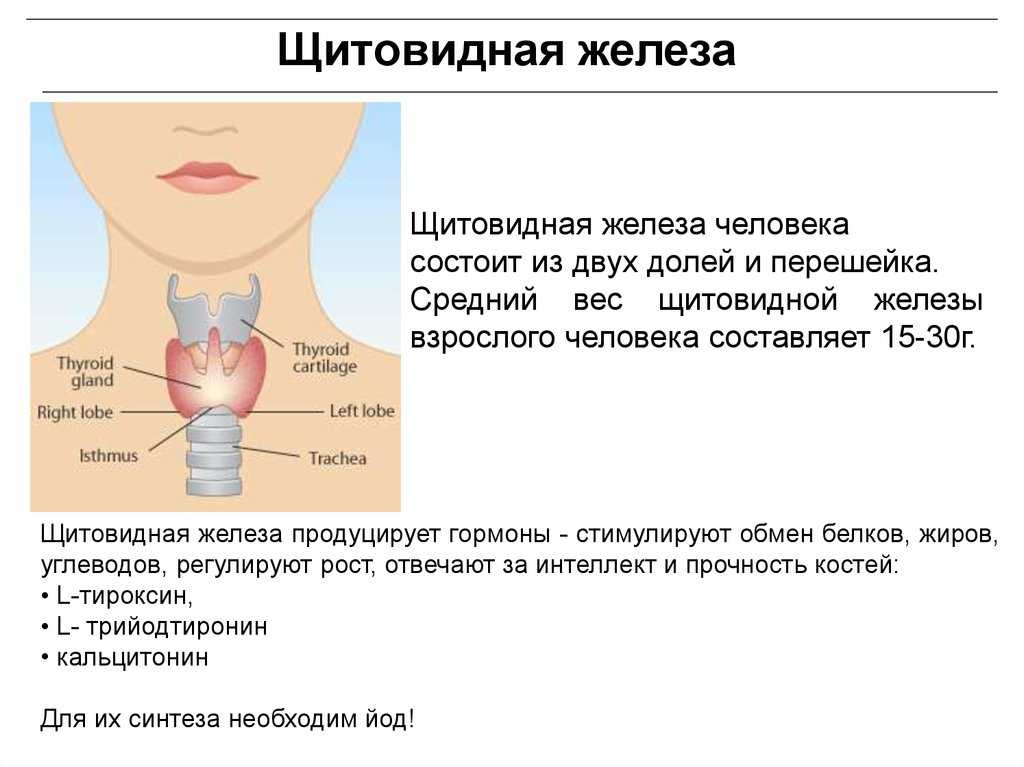 Марихуана и щитовидная железа изготовления каши из конопли