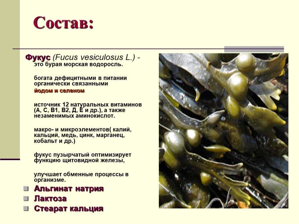Что содержится в водорослях