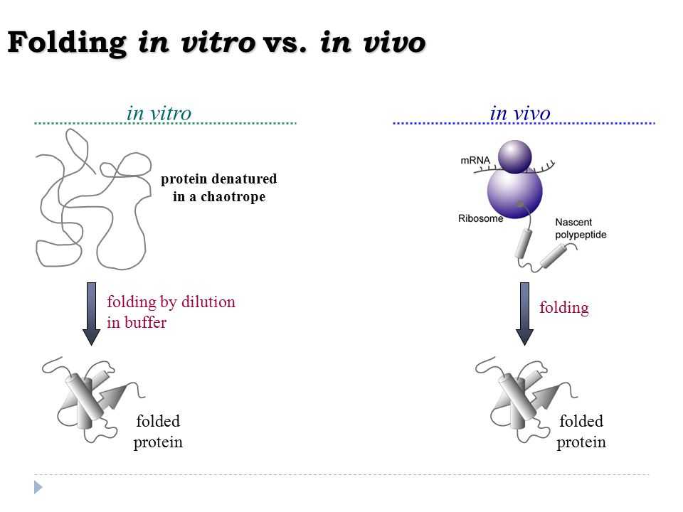 Разница между in vitro и in vivo