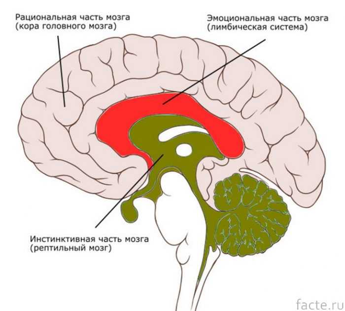 Нейроны и нейромедиаторы