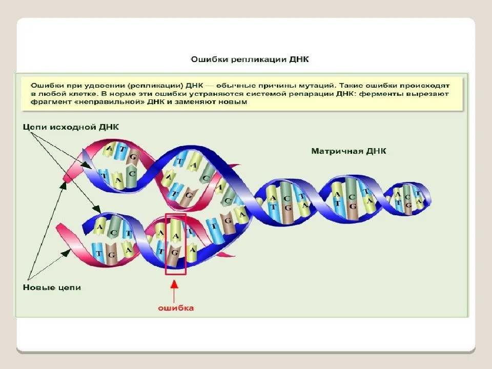 Удваивается молекула днк. Схема репликации молекулы ДНК. Схема процесса репликации ДНК. Ошибки репликации ДНК. При репликации ДНК.