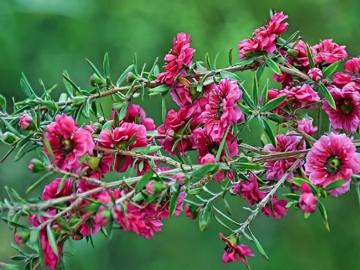 Leptospermum scoparium (лептоспермум)