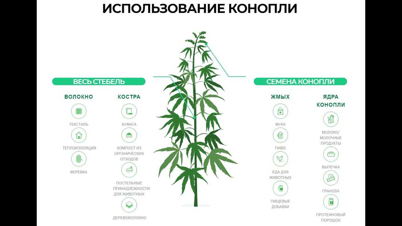 легализовать марихуану кыргызстан
