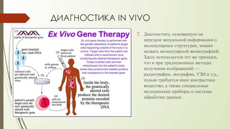 In vitro и in vivo