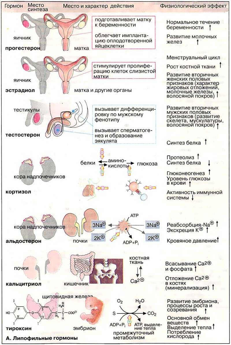 Гормоны органы и функции. Гормоны в теле человека и их функция. Таблица основных гормонов человека. Таблица выработки гормонов в организме человека. Гормоны схема действия в организме.