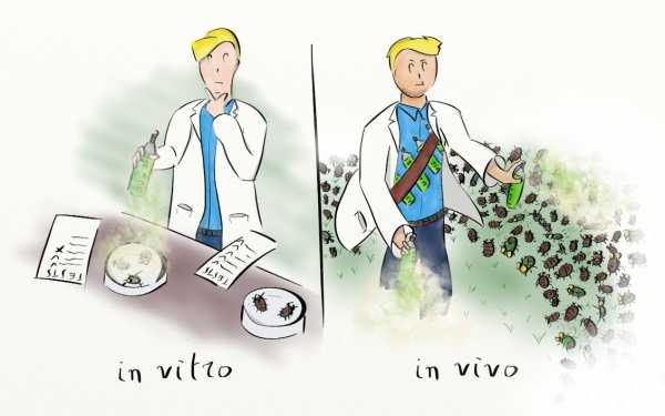 In vitro и in vivo