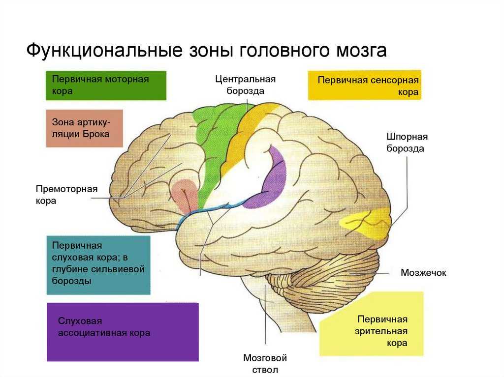 Особенности развития мозга и памяти в зрелом и пожилом возрасте | качество жизни | наша психология