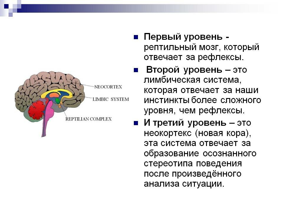 Устройство и работа головного мозга человека