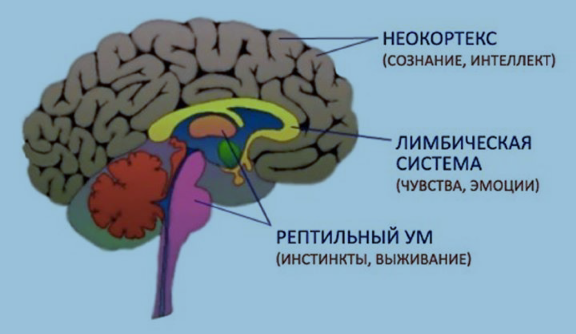 Что такое рептильный мозг и как он работает Человеческий мозг – это трехслойный орган центральной нервной системы Каждый новый уровень развивался