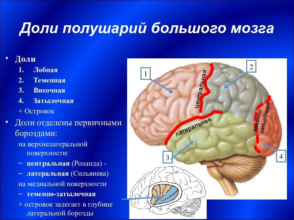 Яковлев в.а. функциональная анатомия старения мозга.