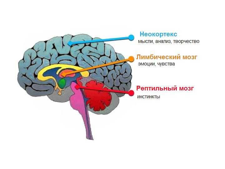 Как все устроено: отделы мозга и за что они отвечают - блог викиум