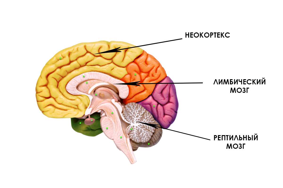 Мозг человека: интересные факты и мифы | food and health