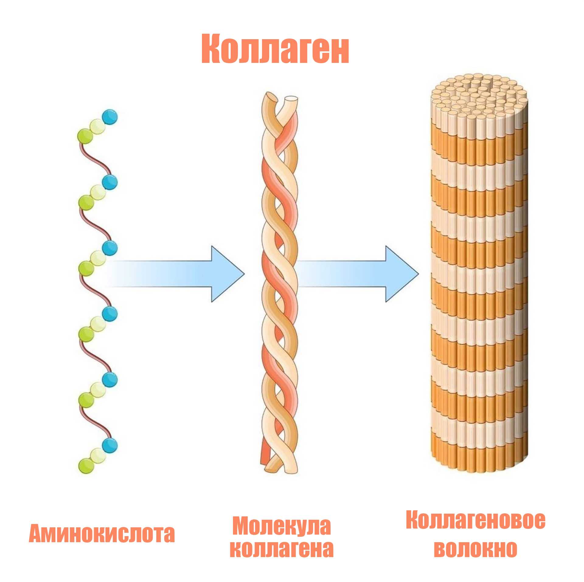 Как стимулировать синтез коллагена