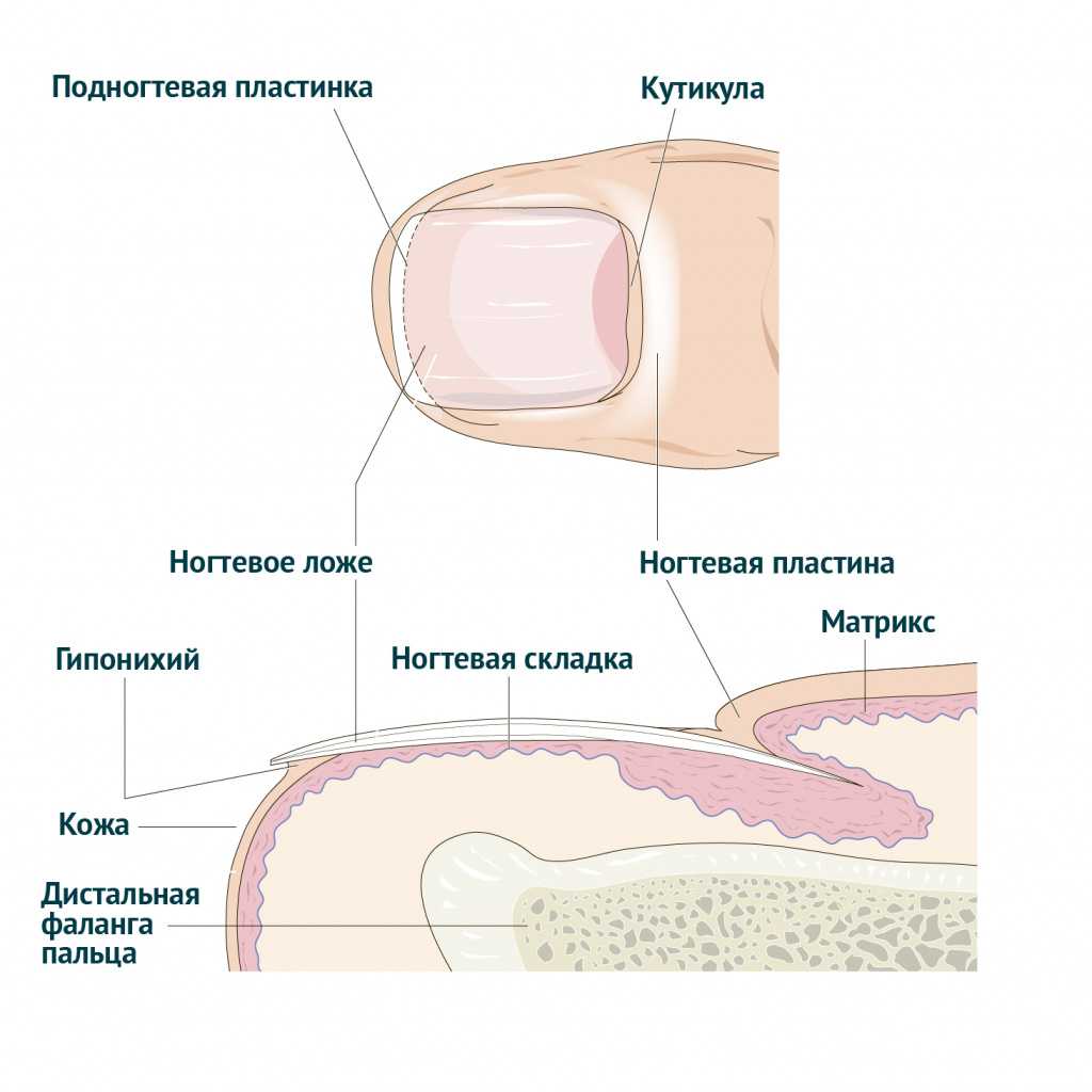 Что такое линия волоса ногтя