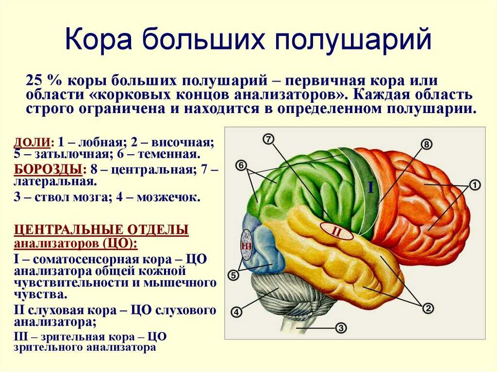 Особенности развития мозга и памяти в зрелом и пожилом возрасте